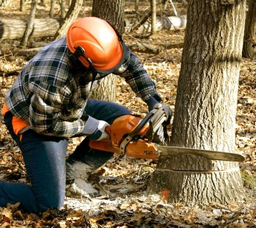 Tree Removal in Port Tobacco, MD